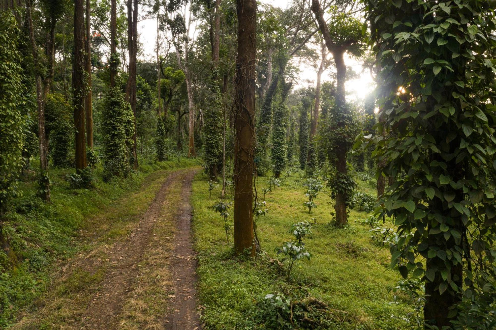 Tusker Trail By Luxunlock Suntikoppa Exterior foto